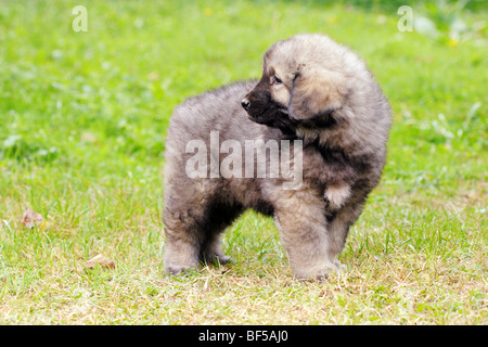 - Sarplaninec Shara Mountain Dog, chien de berger macédonien, couple de mois Banque D'Images