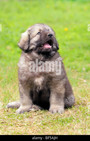 - Sarplaninec Shara Mountain Dog, chien de berger macédonien, couple de mois Banque D'Images