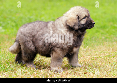 - Sarplaninec Shara Mountain Dog, chien de berger macédonien, couple de mois Banque D'Images