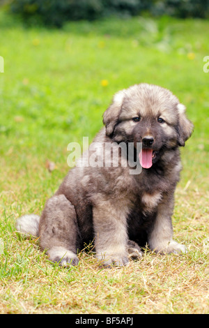 - Sarplaninec Shara Mountain Dog, chien de berger macédonien, couple de mois Banque D'Images