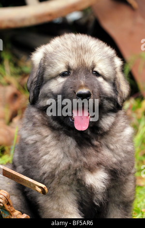 - Sarplaninec Shara Mountain Dog, chien de berger macédonien, couple de mois Banque D'Images