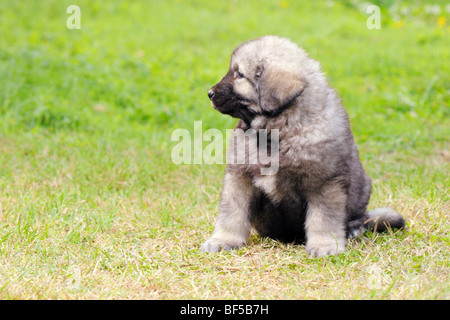 - Sarplaninec Shara Mountain Dog, chien de berger macédonien, couple de mois Banque D'Images