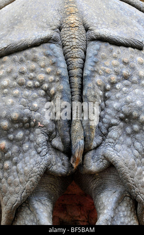 Rhinocéros indien, Grand rhinocéros à une corne ou asiatique rhinocéros à une corne (Rhinoceros unicornis), la queue et les pattes arrière Banque D'Images