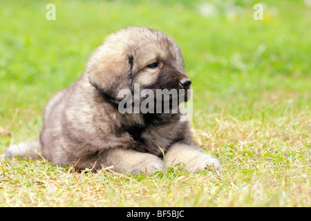 - Sarplaninec Shara Mountain Dog, chien de berger macédonien, couple de mois Banque D'Images