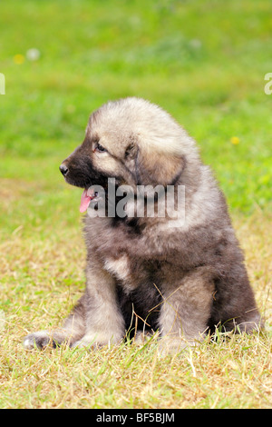 - Sarplaninec Shara Mountain Dog, chien de berger macédonien, couple de mois Banque D'Images