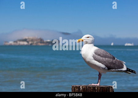 Mouette en face d'Alcatraz, l'ancienne prison island, San Francisco, Californie, USA, Amérique Latine Banque D'Images