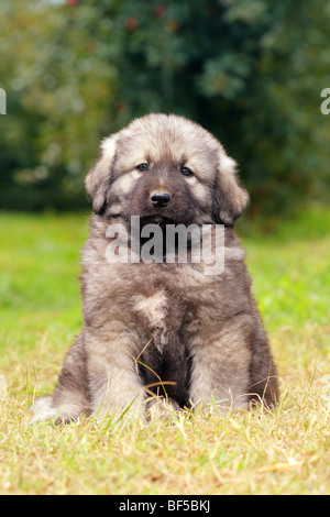 - Sarplaninec Shara Mountain Dog, chien de berger macédonien, couple de mois Banque D'Images