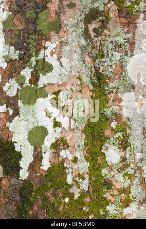 Lichens et mousses poussant sur le tronc d'un sycomore (Acer pseudoplatanus). Islay, en Écosse. Banque D'Images