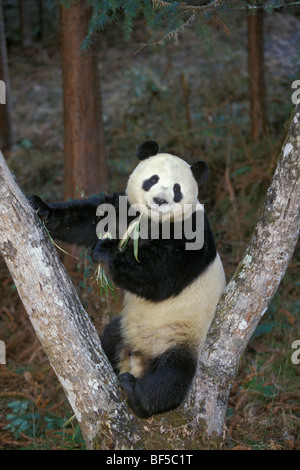 Grand panda (Ailuropoda melanoleuca) se nourrissant de bambou, vallée de Wolong, Himalaya, Chine, Asie Banque D'Images