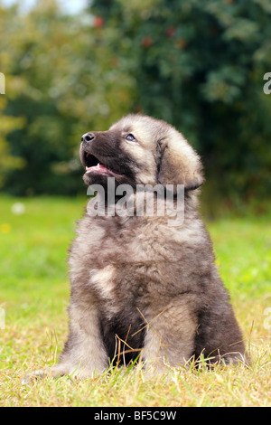 - Sarplaninec Shara Mountain Dog, chien de berger macédonien, couple de mois Banque D'Images