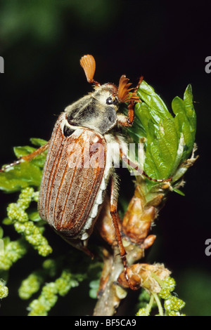 Maybug, cockchafer (Melolontha melolontha) Banque D'Images