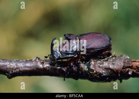 Du scarabée rhinocéros (Oryctes nasicornis), Grèce, Europe Banque D'Images