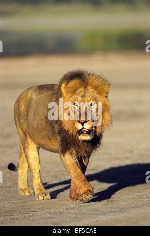 L'African Lion (Panthera leo), homme, Serengeti, Tanzanie, Afrique de l'Est Banque D'Images