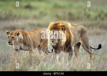 Les Lions d'Afrique (Panthera leo), mâle et femelle, paire, Serengeti, Tanzanie, Afrique de l'Est Banque D'Images