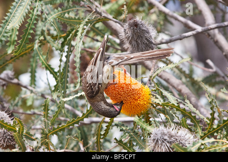 Wattlebird Anthochaera carunculata (rouge) se nourrissent d'une fleur de banksia, Perth, Australie occidentale Banque D'Images