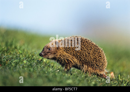 Hérisson européen (Erinaceus europaeus) au printemps Banque D'Images