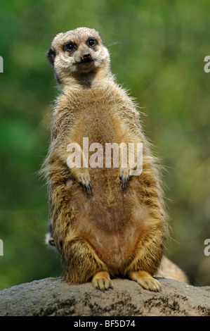 Close up of a cute meerkat (Suricata suricatta) Banque D'Images
