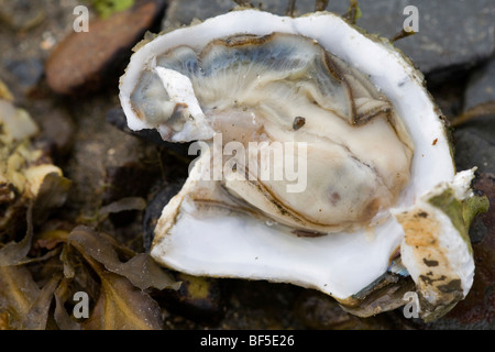 Ostreidae huître (fraîchement ouvert) sur une plage Banque D'Images