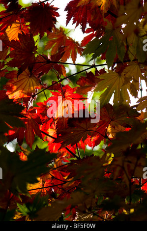 Acer japonicum O isami feuilles en automne Banque D'Images