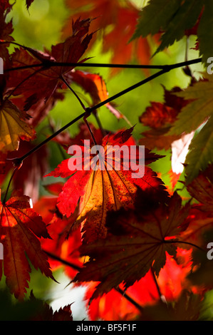 Acer japonicum O isami feuilles en automne Banque D'Images