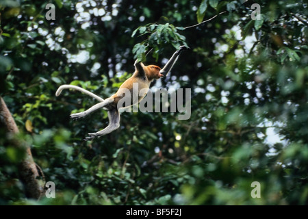 Les singes Proboscis (Nasalis larvatus), femme sautant, de Bornéo, en Asie Banque D'Images