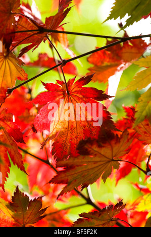 Acer japonicum O isami feuilles en automne Banque D'Images