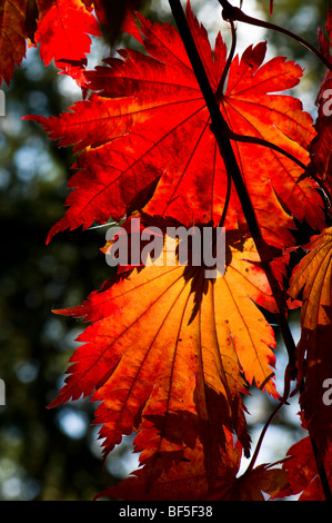 Acer japonicum O isami feuilles en automne Banque D'Images