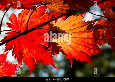 Acer japonicum O isami feuilles en automne Banque D'Images