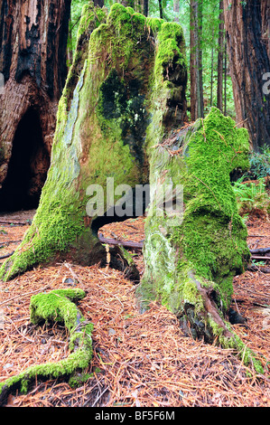 Muir Woods National Monument, le comté de Marin, en Californie, Etats-Unis - stump, Moss et sol forestier Banque D'Images