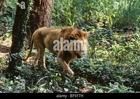 Lion d'Asie (Panthera leo persica), homme, l'Inde, l'Asie Banque D'Images