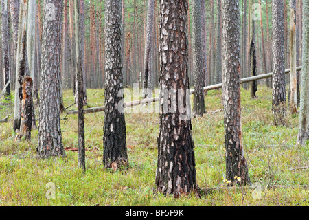 Les dommages en vieux bois de pin sylvestre Banque D'Images