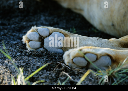 Pieds postérieurs d'un male lion (Panthera leo), Serengeti, Tanzanie, Afrique de l'Est Banque D'Images