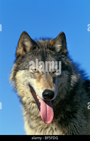 Loup, Loup gris (Canis lupus), en Amérique du Nord Banque D'Images