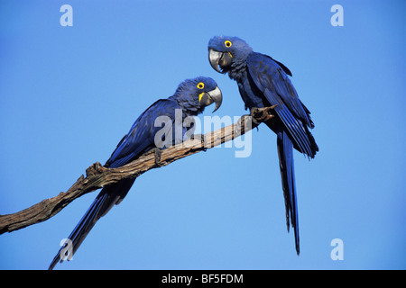 (Anodorhynchus hyacinthinus Hyacinth Macaws), Pantanal, Brésil, Amérique du Sud Banque D'Images