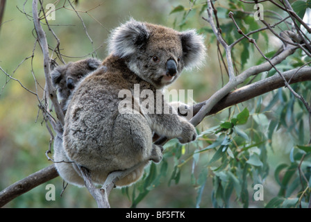 Koala (Phascolarctos cinereus) avec bébé en Gum Tree, Victoria, Australie Banque D'Images