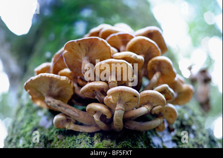 Les champignons, fruit d'un vieux tronc d'arbre Banque D'Images