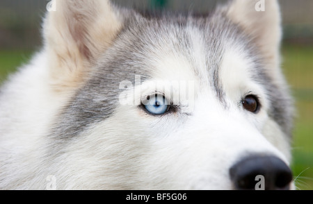 Husky de Sibérie, l'Est de l'Islande Banque D'Images