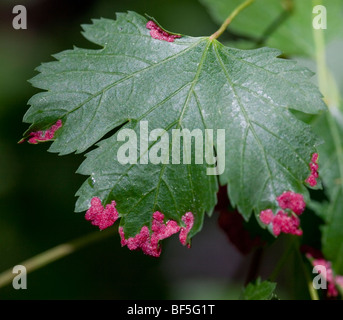 L'Érable de montagne (Acer glabrum) feuille à Desolation Wilderness, au-dessus du lac Tahoe avec des galles causées par l'ériophyide Crimson (Aceria calaceris) Banque D'Images