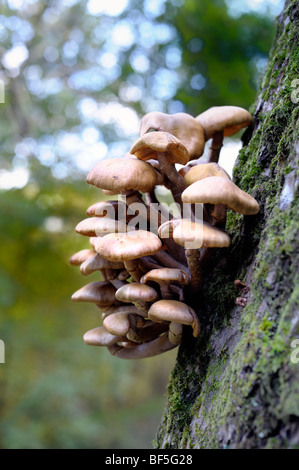 Les champignons, fruit d'un vieux tronc d'arbre Banque D'Images