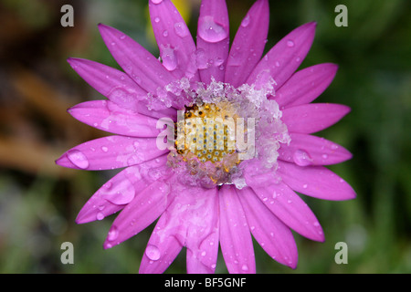 Ostéospermum Daisy africains pris dans une averse de neige d'avril Banque D'Images