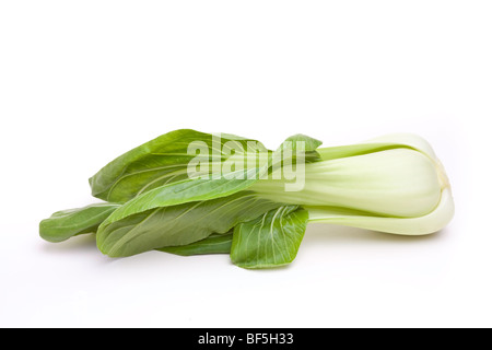 Pak Choi de la famille des choux utilisé dans la cuisine asiatique isolés contre fond blanc Banque D'Images