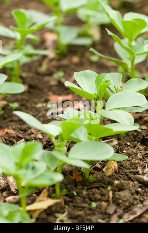 Les haricots semés comme engrais vert pour améliorer la fertilité à Painswick Rococo Garden dans les Cotswolds Banque D'Images