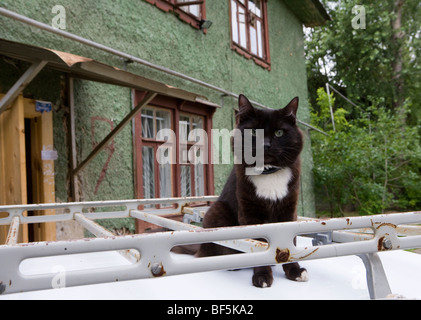 Cat sitting on car par bâtiment résidentiel, mash de l'Oural, Ekaterinbourg, Russie Banque D'Images