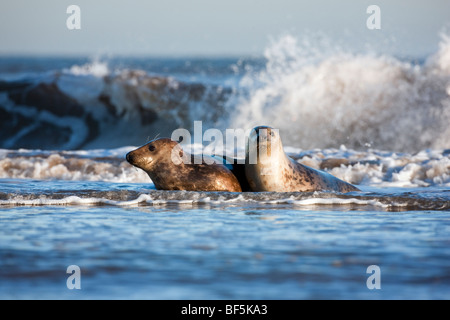 Phoque gris Halichoerus grypus jeunes batifoler dans les vagues paire Banque D'Images