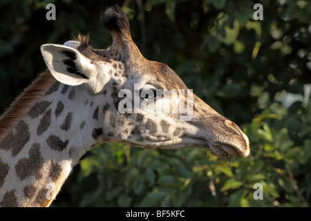 Thornicroft ou Rhodesian Girafe (Giraffa camelopardalis) thornicrofti Banque D'Images