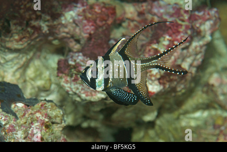 'Apogon de Kaudern (Pterapogon kauderni) Banque D'Images