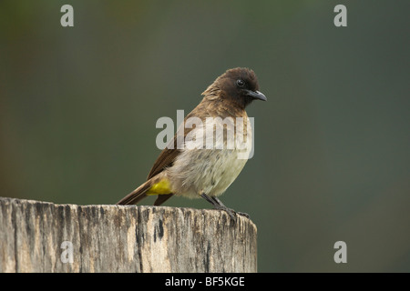 Bulbul des jardins (Pycnonotus barbatus commun) Banque D'Images