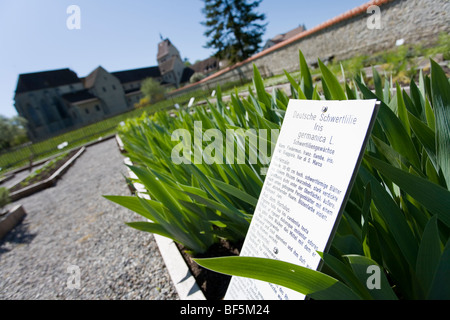 Iris, Herb Garden,Cathédrale St Maria und Markus, l'UNESCO, l'île de Reichenau, Mittelzell, Lac de Constance, Baden-Wurttemberg, Allemagne Banque D'Images