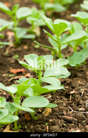 Les haricots semés comme engrais vert pour améliorer la fertilité à Painswick Rococo Garden dans les Cotswolds Banque D'Images