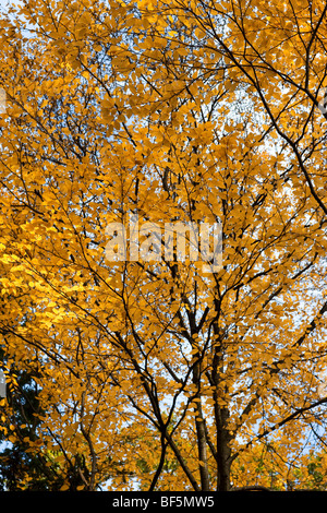 Betula lenta - Sweet Birch, feuillage de l'automne Banque D'Images